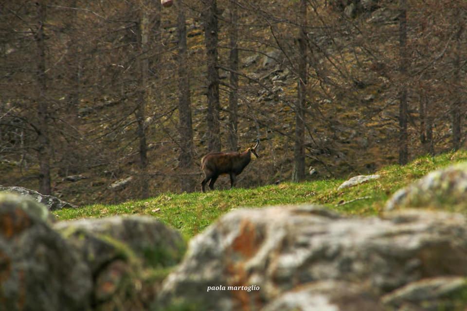 La Mura' - Il Vostro Posto Nel Gran Paradiso Ronco Canavese Exteriör bild