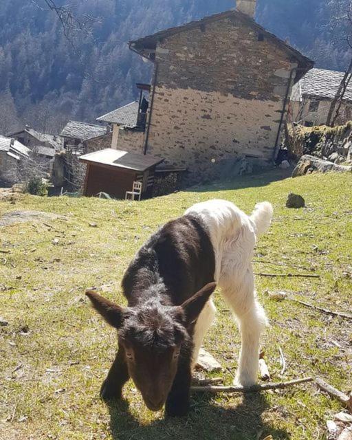 La Mura' - Il Vostro Posto Nel Gran Paradiso Ronco Canavese Exteriör bild