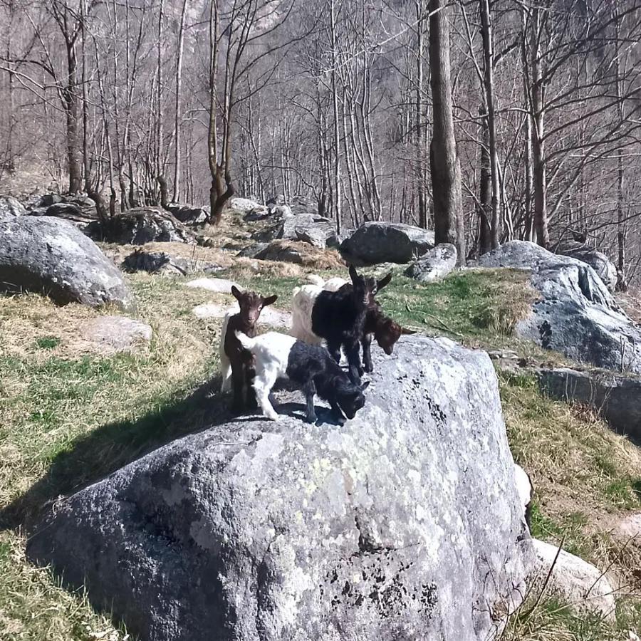La Mura' - Il Vostro Posto Nel Gran Paradiso Ronco Canavese Exteriör bild